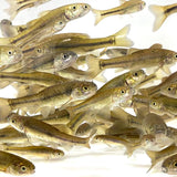 Bait